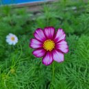 코스모스부동산중개 이미지