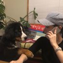 티아라 펫 이미지