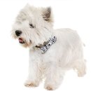 우리펫 강아지분양 성동구점 | 천안 두정동 강아지분양 베베펫 솔직 후기