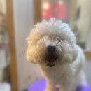 강아지는 미용빨 이미지