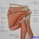 어깨의구조 이미지