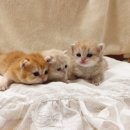 천안고양이 분양 냥블리 이미지