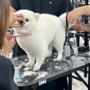 강남애견 이미지