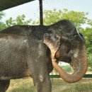 50년 묶여 있었던 코끼리 raju 이미지