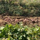 하은이네 농장 이미지