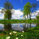 나무와새 이미지