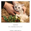 도그마루 강아지고양이 의정부노원점 이미지