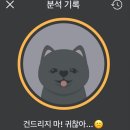 강아지 번역 어플 후기 이미지