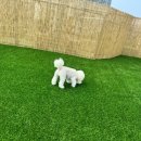 밤밤 애견유치원 이미지