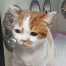 이쁘냥 고양이미용실 서대문점 이미지