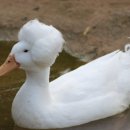 풍성한오리 이미지