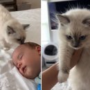 아이그루밍 이미지