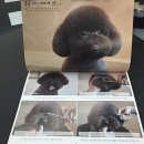 🐶최덕황 애견미용학원 후기 – 진짜 ‘최고’라고 느낀 이유 5가지!