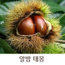밤꿈 | 알밤 태몽 밤꿈 성별 해석 여자 남자 무엇일까