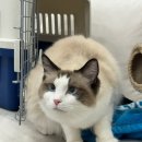 분당 피엘 동물피부클리닉 이미지