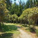 천개의 향나무 숲길 9 이미지