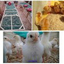 등고개농장 이미지