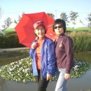 코스모스장 이미지