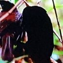 EBS 다큐프라임 숫컷들 이미지