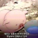 아임파인 이미지