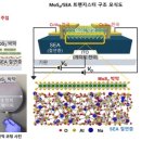 연세소식 [연구 프론티어] 조정호 교수팀, 대면적 고성능 이차원 반도체 전자 소자 개발 / 연세대학교 홍보팀 2023-07-26 이미지