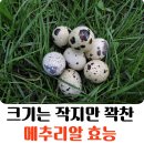 크기는 작지만 꽉찬 메추리알 효능 이미지