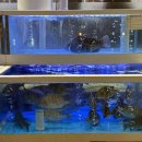 UR(오산시)-[문헌공로]-상-1 | [오산-오빠야 회센터 | 겨울에 제철인 대방어 후기]