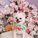 뽀송 애견미용 이미지