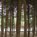 금원수목원수영장 이미지