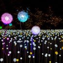 별빛정원 이미지