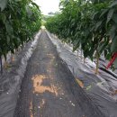 디딤돌농장 이미지