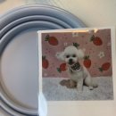 하비나 코지 이미지