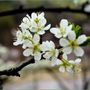 인천가족공원 이미지