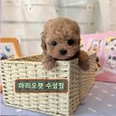 마리오펫 이미지