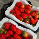 청과물시장 | 청량리 청과물시장 경동시장 딸기 과일 가격 구매후기