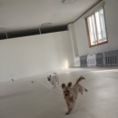 늘 사랑스럽개 이미지