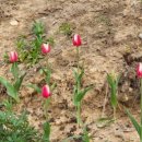 노섬브리아 이미지