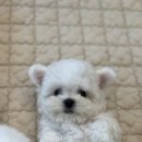 이정훈 강아지 | 미니비숑 데려온 날💕 하남강아지분양 이정훈강아지 하남본점 진짜 후기