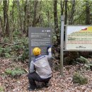 선흘리 백서향 및 변산일엽군락 이미지