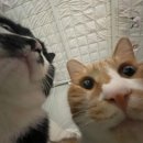 하대동337 이미지