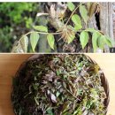 참죽나무 이미지