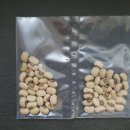 동부-13 Daum카페