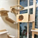 페페로미아 | 페페로미아 동탄 고양이무마취미용 후기 스트레스 없는 케어 경험