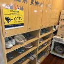 도도한 개냥이 이미지