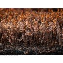 화서공원 이미지