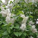 오월의수수꽃다리 이미지