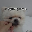 리틀포우 이미지