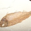 화석 2002 이미지