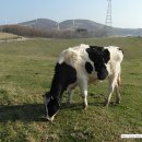 정든목장 이미지