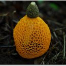 황금버섯 이미지